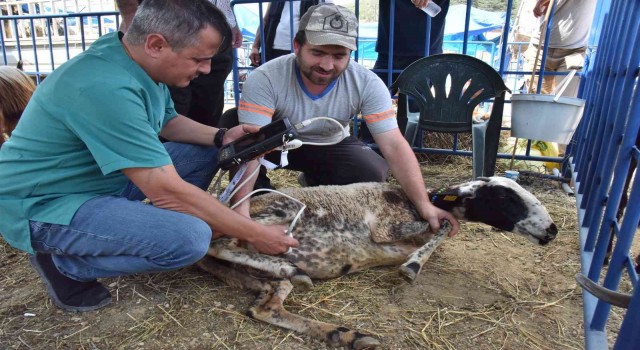 Hayvan pazarında koyunlar ultrason cihazıyla kontrol edildi