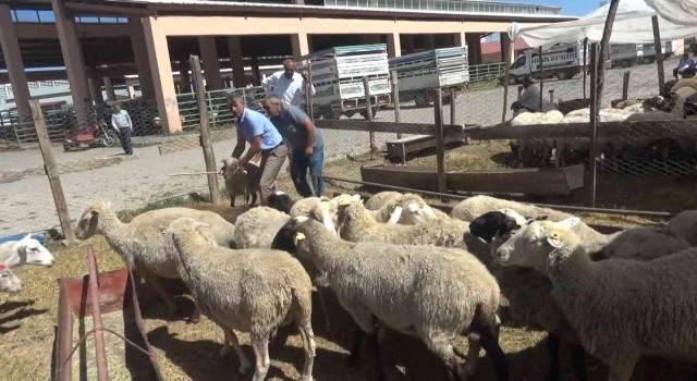 Hayvan pazarında kurban hareketliliği başladı