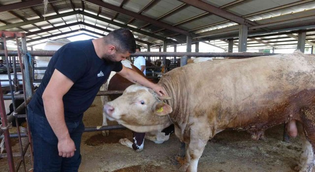 Hayvan pazarının gözdesi: 1 tonluk Paşa