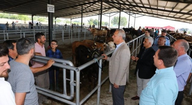 Hayvancılığın lokomotifi Suluovaya 20 bin metrekarelik hayvan pazarı