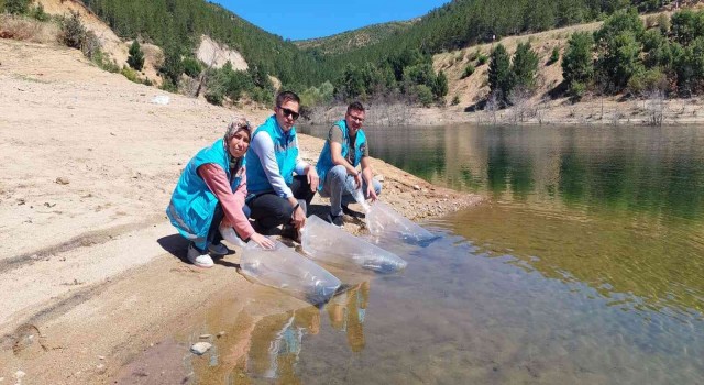 Hisarcıkta baraj ve göletlere 40 bin yavru sazan balığı bırakıldı