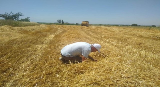 Hububat hasadının başlamasıyla biçerdöverler yönelik denetimler arttırıldı