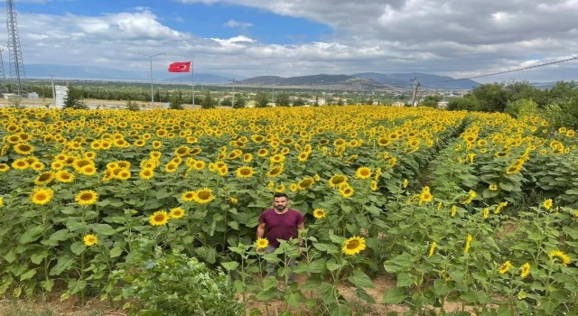 Hüyükte ayçiçeği ekili alanlarda çayır tırtılı çalışmaları sürüyor