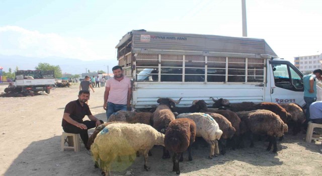 Iğdırda hayvan pazarında Kurban Bayramı yoğunluğu