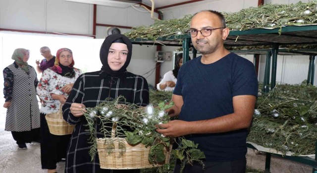 İpek Böceği Besleme Evi projesinde ilk koza hasadı yapıldı