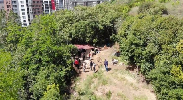 İstanbulda “Kör Ercan” lakaplı pitbullu torbacıya baskın: Okulun karşısına kulübe kurmuş