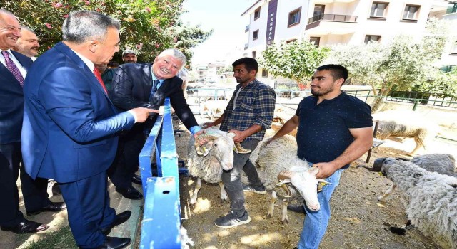 İzmir Büyükşehir Belediyesinin küçükbaş üreticisine desteği sürüyor