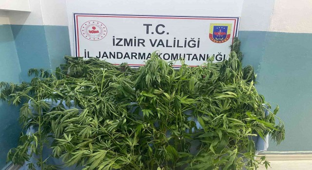 İzmirde jandarmadan 8 ilçede uyuşturucu operasyonu
