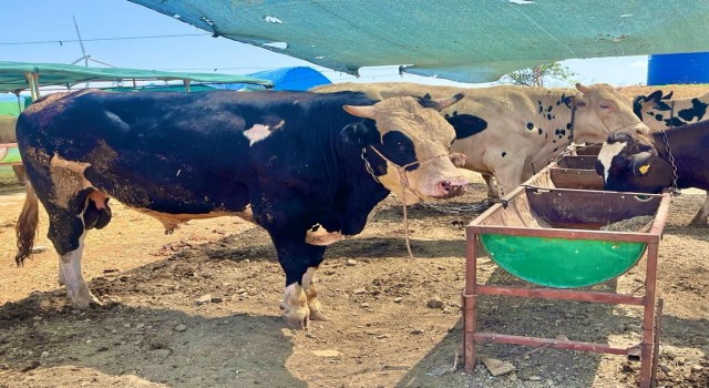 İzmirde kurban kesim fiyatları açıklandı