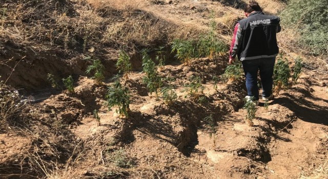 İzmirde ormanlık alanda 150 kök Hint keneviri ele geçirildi