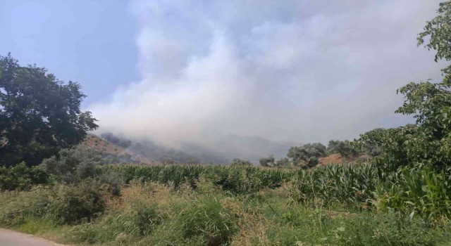 İzmirde ormanlık alanda yangın