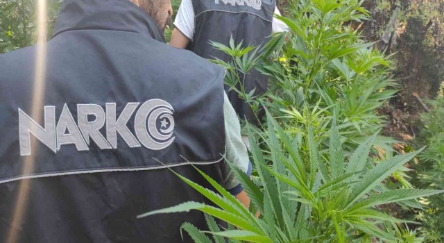 İzmirde uyuşturucu tacirlerinin tarlasına baskın