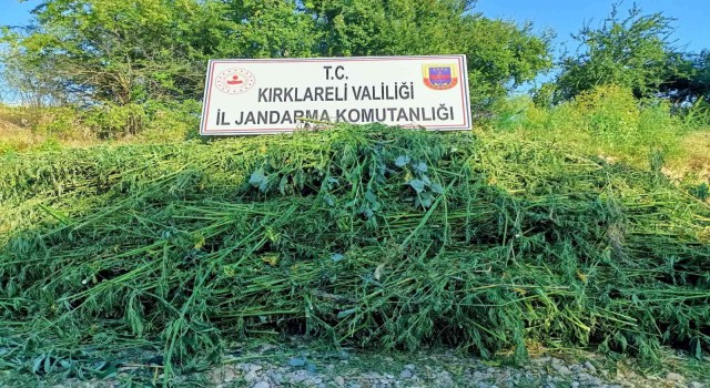 Jandarma drone ile tespit etti: 661 bin kök kenevir yakalandı