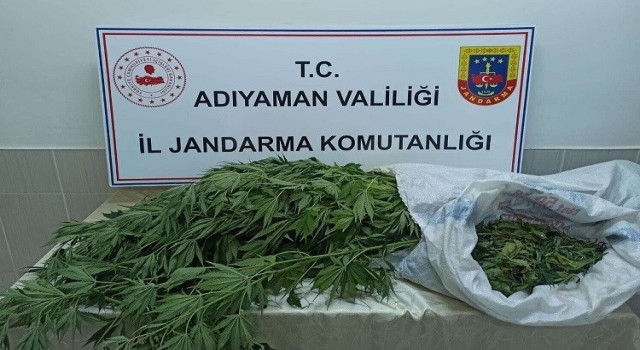 Jandarma, kenevir bitkisi ve esrar maddesi ele geçirdi