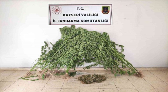 Jandarmadan uyuşturucu operasyonu