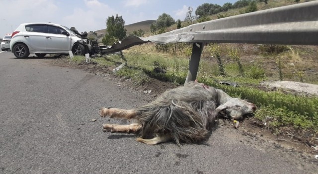 Kaçan kurbanlık trafik kazasına neden oldu: 1 i ağır 5 yaralı