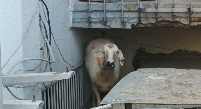 Kaçan kurbanlık yakalandı, sahibi kayıp