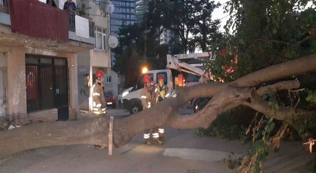 Kadıköyde dut ağacı kökünden koparak devrildi