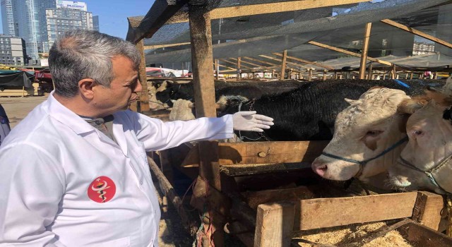 Kağıthane kurban pazarında hayvanlar sağlık kontrolünden geçirildi