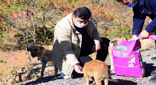 Kahramankazan Belediye Başkanı Oğuzdan sokak hayvanları için “bir kap su” çağrısı