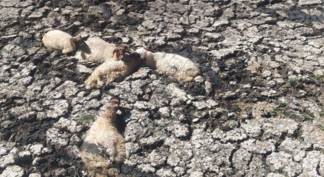 Kahtada bataklığa saplanan koyunlar kurtarıldı