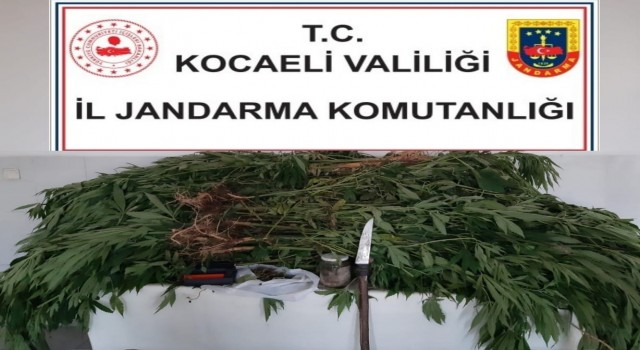 Kamuya ait araziye kenevir eken şahıs yakayı ele verdi