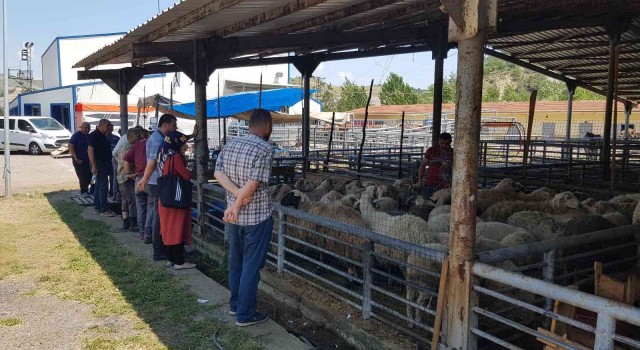 Karabükte hayvan pazarında gözler arife gününde