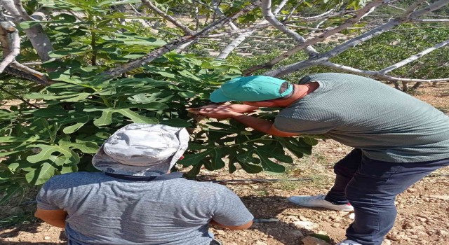 Karacasuda teke böceği alarmı sürüyor