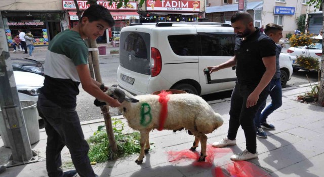 Karsta geline ‘süslü koç gönderme geleneği sürüyor