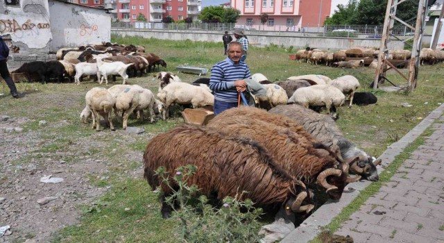 Karsta Kurban Pazarı kuruldu