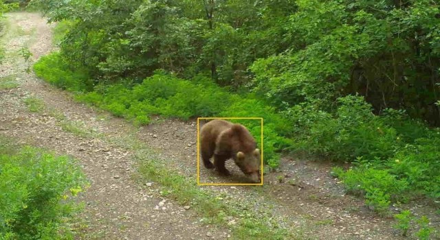 Kastamonuda yaban hayvanları fotokapanda