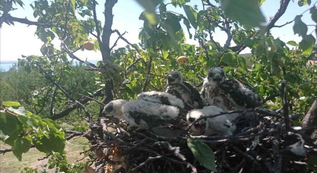 Kayısı ağacına atmaca yuva yapınca hasat yapmadı