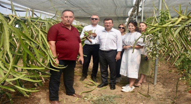 Kaymakam Şahin pitaya üreticilerini yalnız bırakmıyor