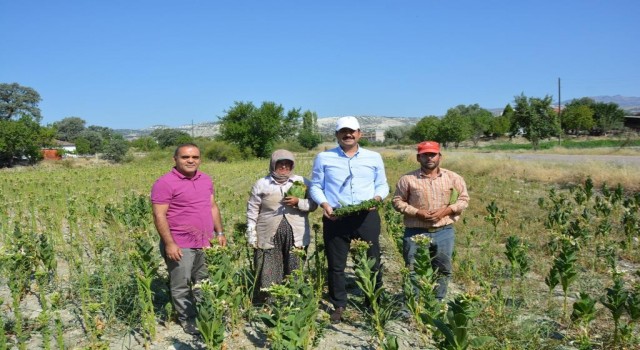 Kaymakam Yıldırım tarlada tütün kırdı