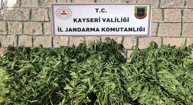 Kayseride bin 125 kök kenevir ele geçirildi