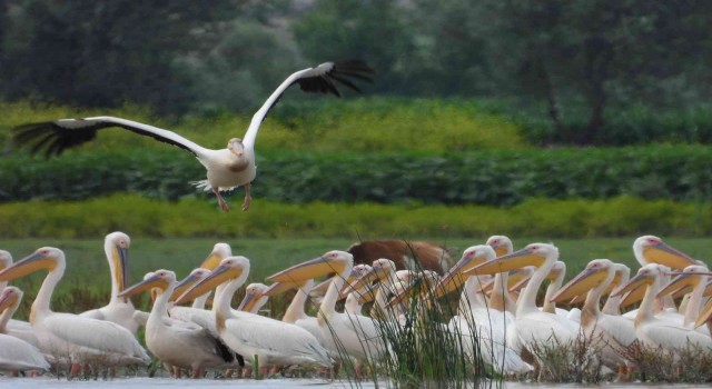 Kaz Gölüne ak pelikanlar akın etti