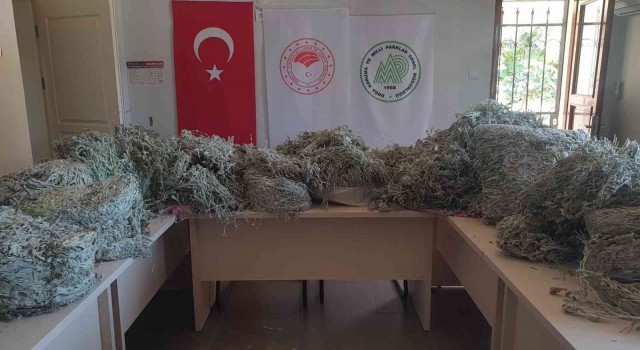 Kazdağlarında endemik bitkiyi koparanlara 657 bin 558 TL ceza kesildi