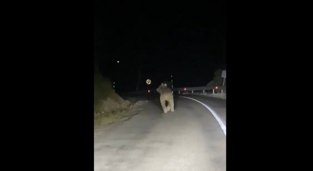 Kemaliyede boz ayı yola indi