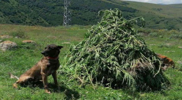 Kendiliğinden yetişen 3 bin 735 kök kenevir imha edildi