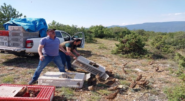 Kene düşmanı olan sülünler Karabükte doğaya salındı