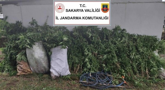 Kenevir ekimi yapan 3 şüpheli jandarma ekiplerince yakalandı