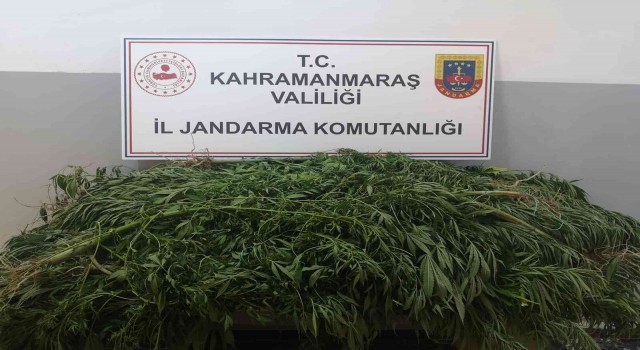 Kenevir yetiştiren şüpheli gözaltına alındı