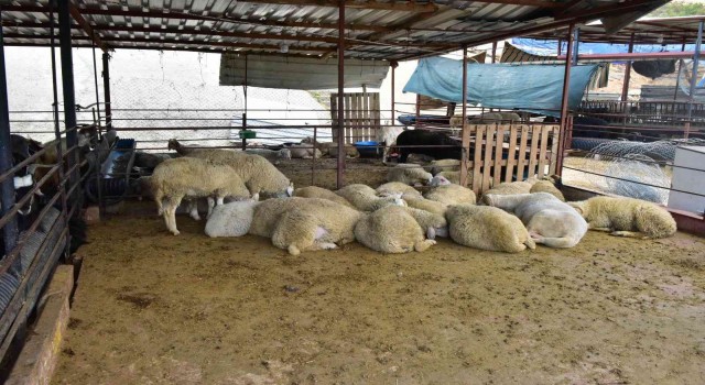 Kepezin kurban pazarları hazır