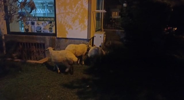 Kesilmekten kaçan koyunlar belediye ekipleri tarafından yakalandı