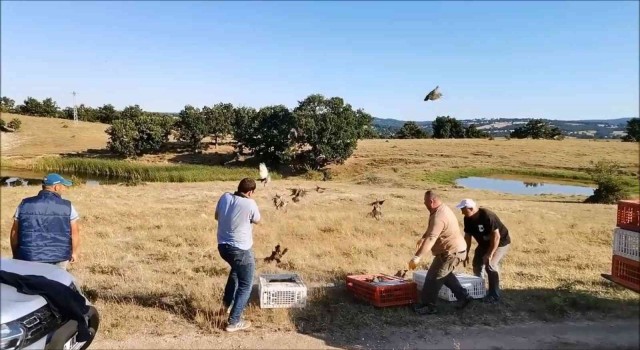 Kırklarelinde doğaya bin keklik salındı