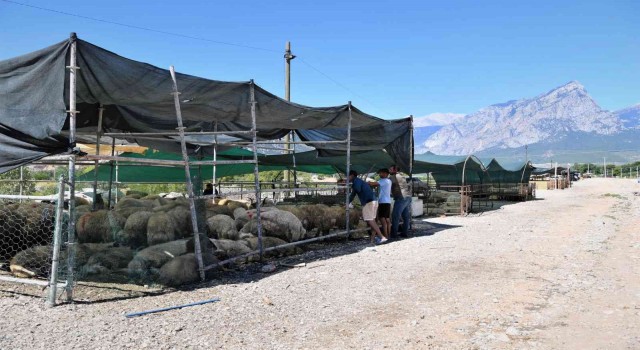 Konyaaltında ücretsiz ve randevulu kurban kesimi