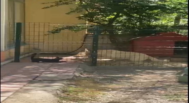 Köpeğin kulübesine giren kedi neye uğradığını şaşırdı