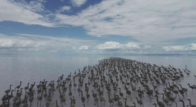 Kuluçkadan çıkan birlerce yavru flamingo havadan görüntülendi