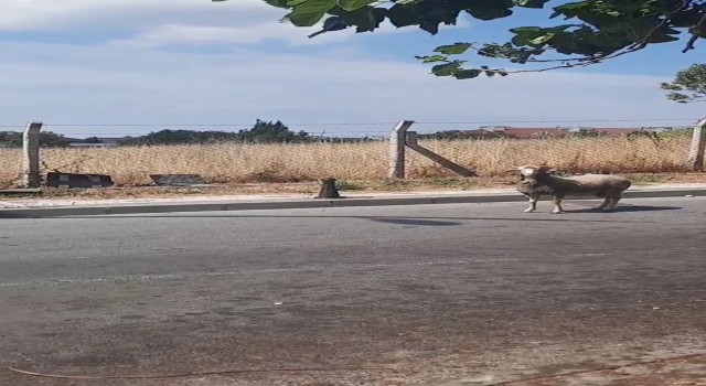 Kurban Bayramında yine hayvanlar kaçtı, vatandaşlar zor anlar yaşadı