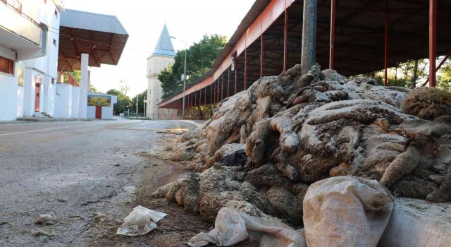 Kurban derileri Kırkpınar Er Meydanında kokmaya başladı